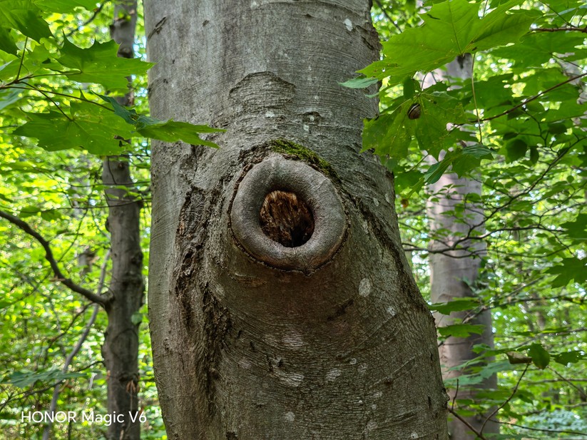 Honor Magic V6: Hauptkamera (2x Zoom)