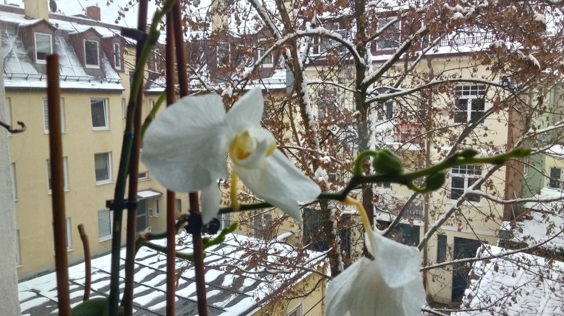 Realme C30 - Originalaufnahmen