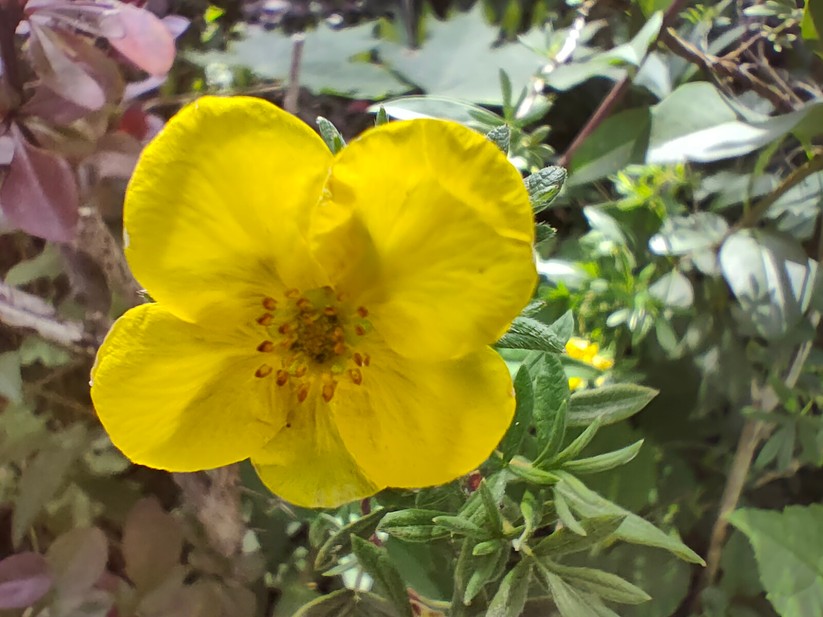 Realme GT Neo 3T - Originalaufnahmen 