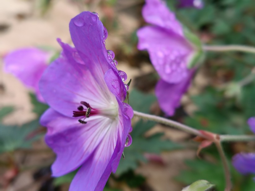 Motorola Moto G56 5G – Originalaufnahmen