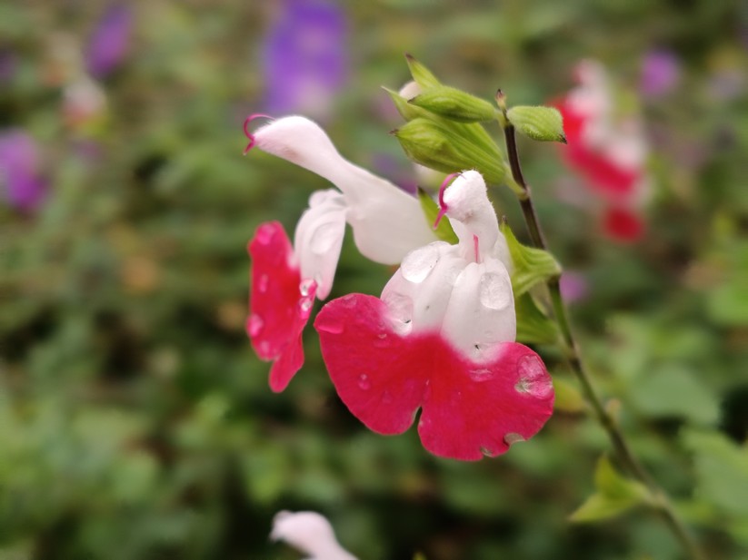 Motorola Moto G56 5G – Originalaufnahmen