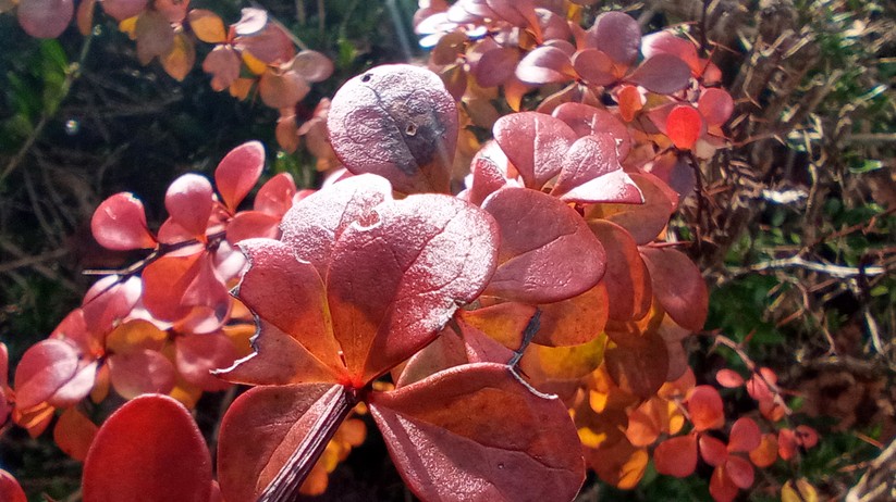 Blackview BV7100 - Originalaufnahmen