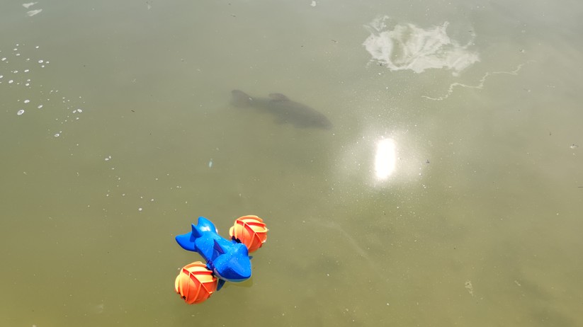 RC Stunt und Fun Cars 