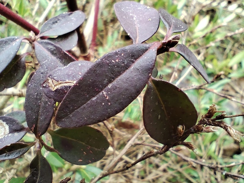 Xiaomi Poco X6 - Originalaufnahmen