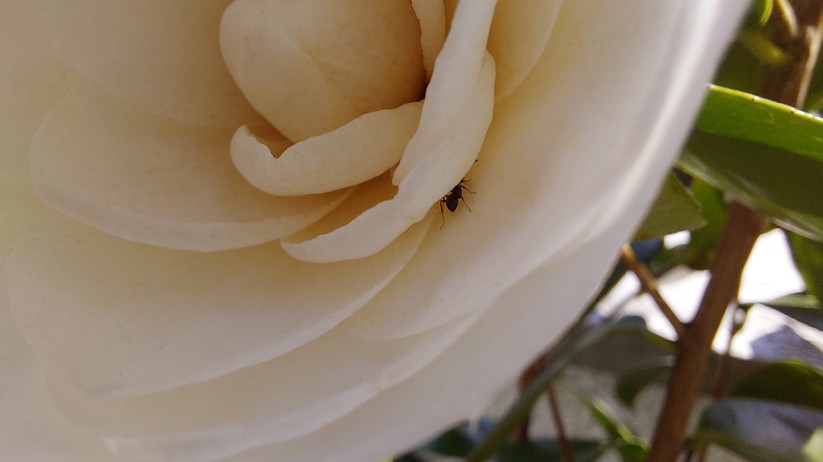 Mit dem Samsung Galaxy A52 geschossene Fotos