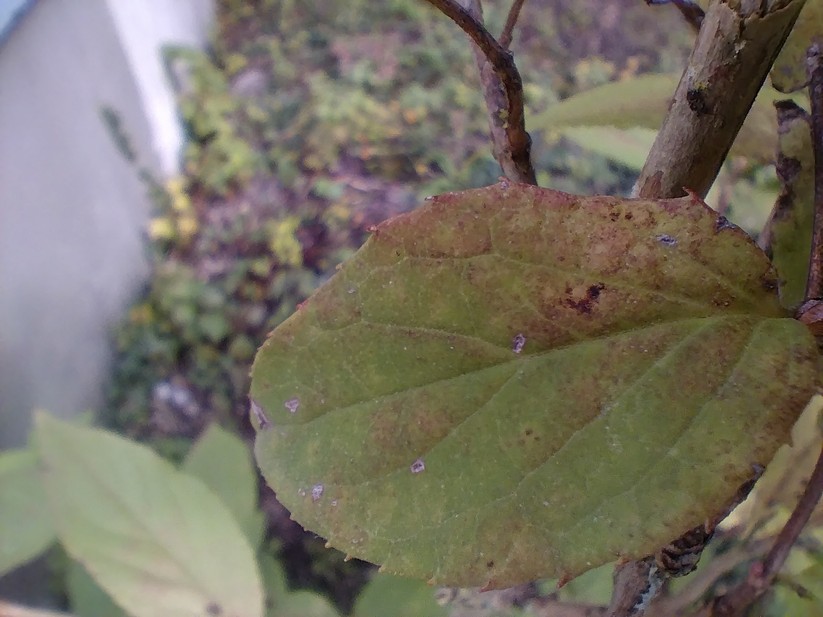 AGM Glory G1S - Originalaufnahmen