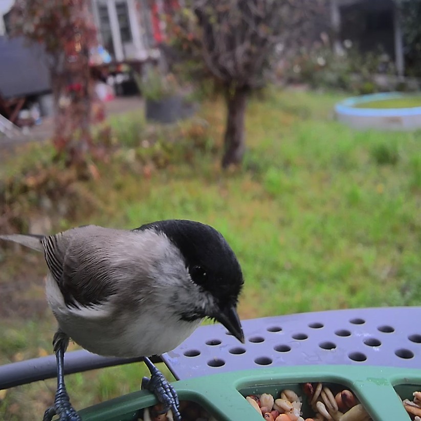 Fotos der Birdfy-Kamera