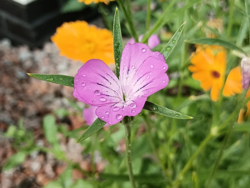 Xiaomi Redmi Note 11S 5G