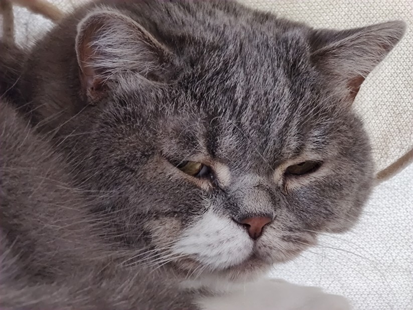 Motorola Edge 20 Pro