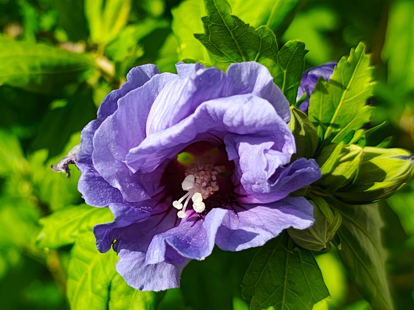 Motorola Edge 50 Pro