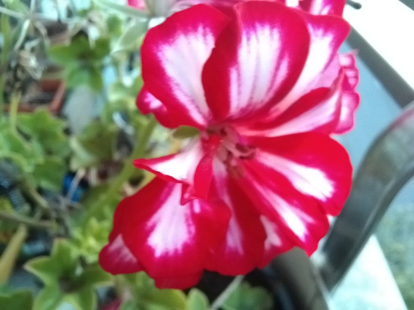 Fotos mit dem ZTE Blade V30 Vita