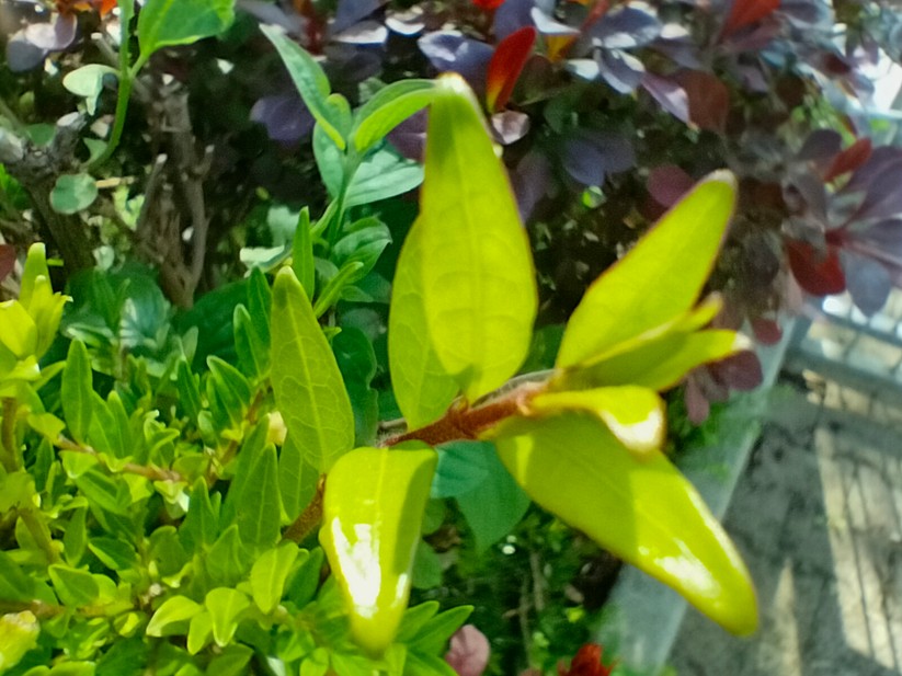 Realme 9 - Originalaufnahmen 