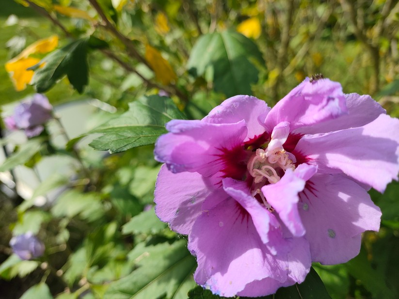 Poco F5 Pro