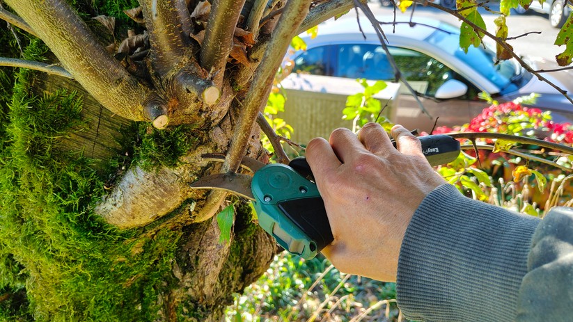 Bosch Easyprune