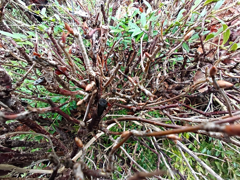 Gigaset GX4 - Originalaufnahmen