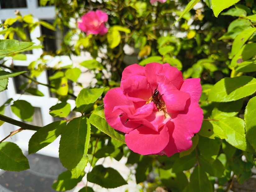 CMF Phone 2 Pro - Originalaufnahmen 