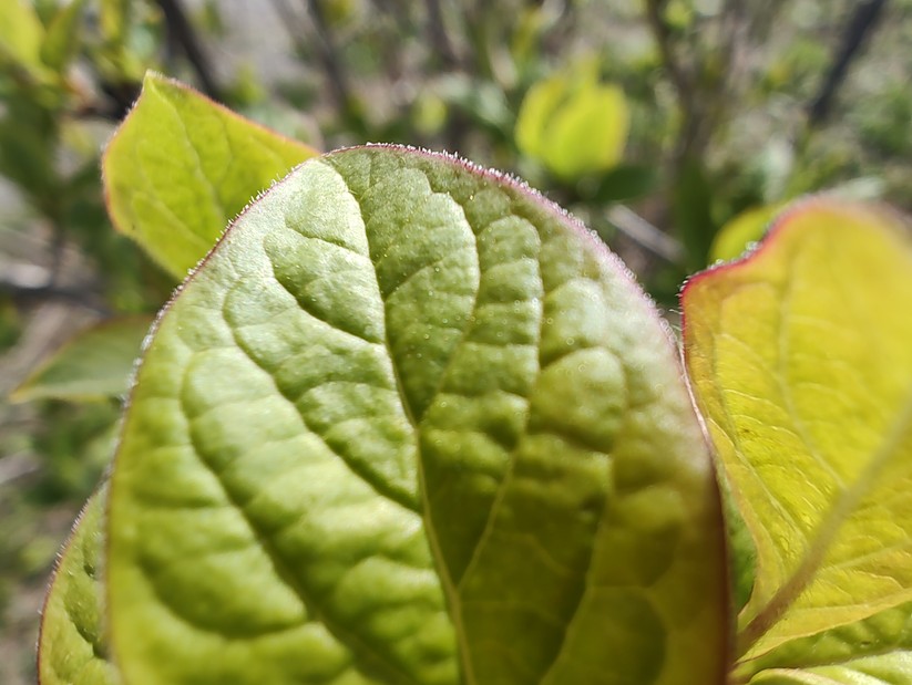 Motorola Edge 30 Pro - Originalaufnahmen