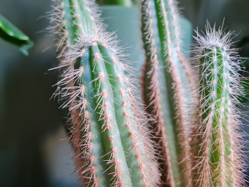 Samsung Galaxy S20 FE