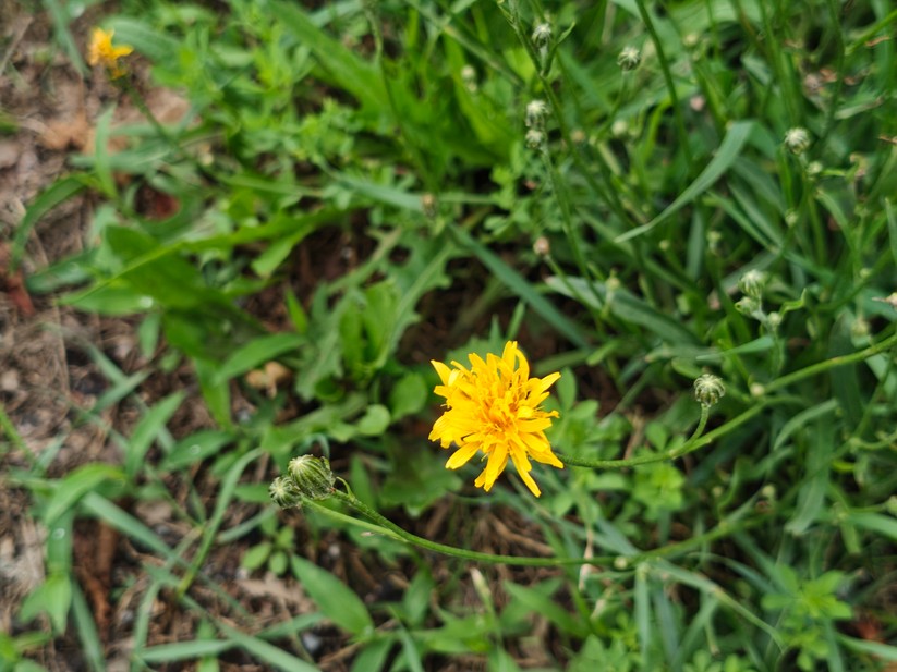 Xiaomi Poco F7 - Originalaufnahmen 