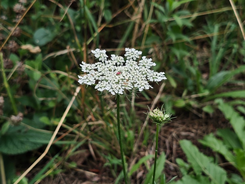 Xiaomi Poco F7 - Originalaufnahmen 