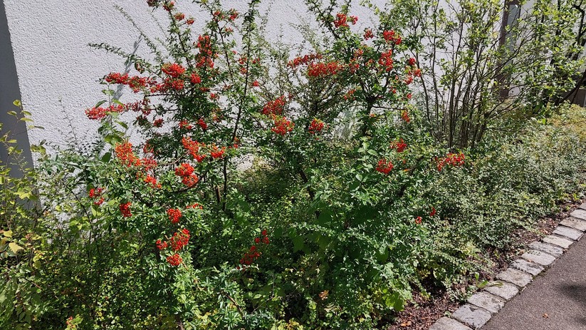 Samsung Galaxy Xcover 6 Pro