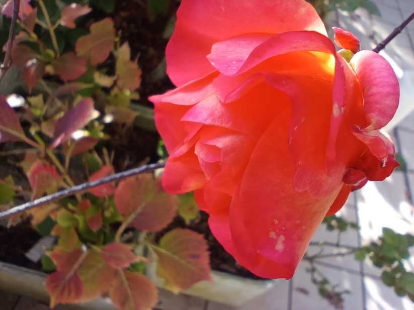 Oukitel WP60 - Originalaufnahmen 