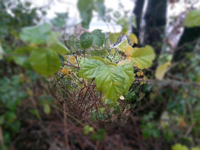 Der Bokeh-Effekt sieht sehr künstlich aus.