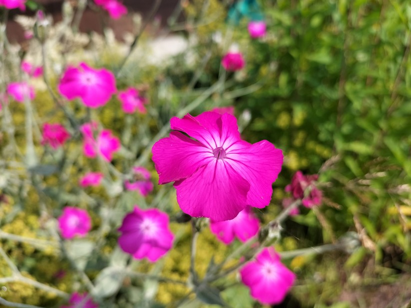 Oppo A54 5G