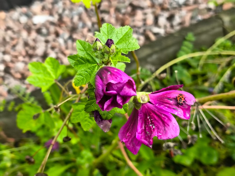 Motorola Razr 60 - Originalaufnahmen