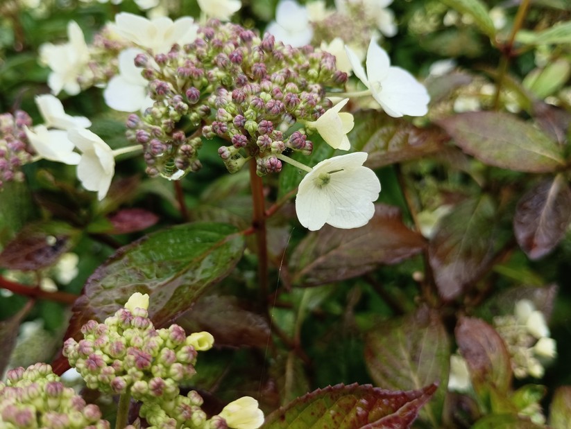 Xiaomi Redmi Note 11S 5G