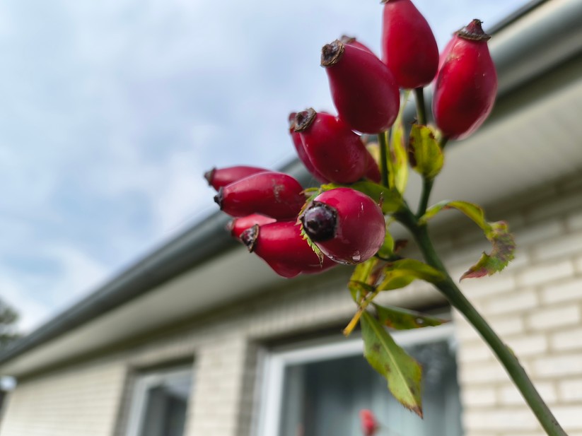 Motorola Razr 60 - Originalaufnahmen