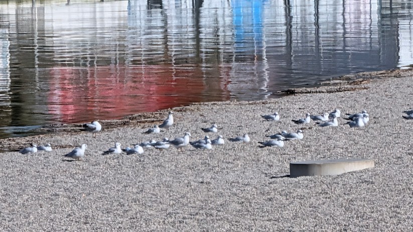 Google Pixel 10 Fotos