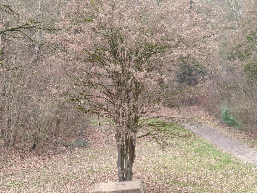 Xiaomi 15T - Originalaufnahmen