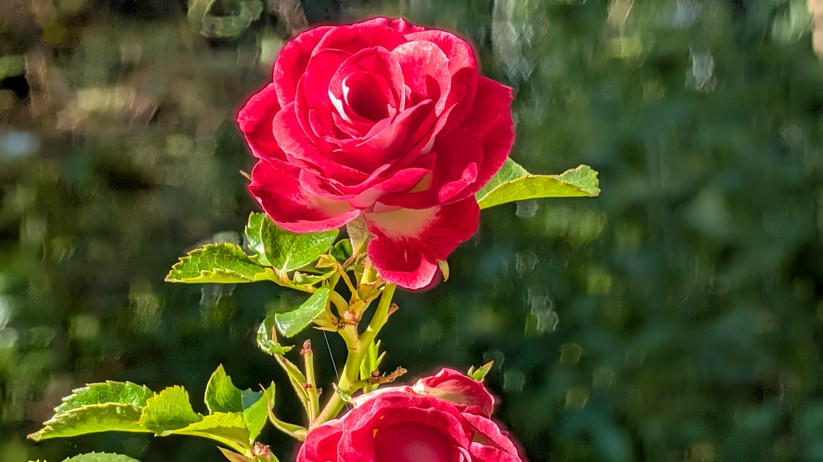 Google Pixel 10 Fotos