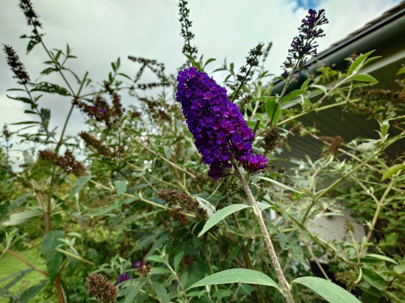 Sony Xperia 1 VII - Originalaufnahmen 