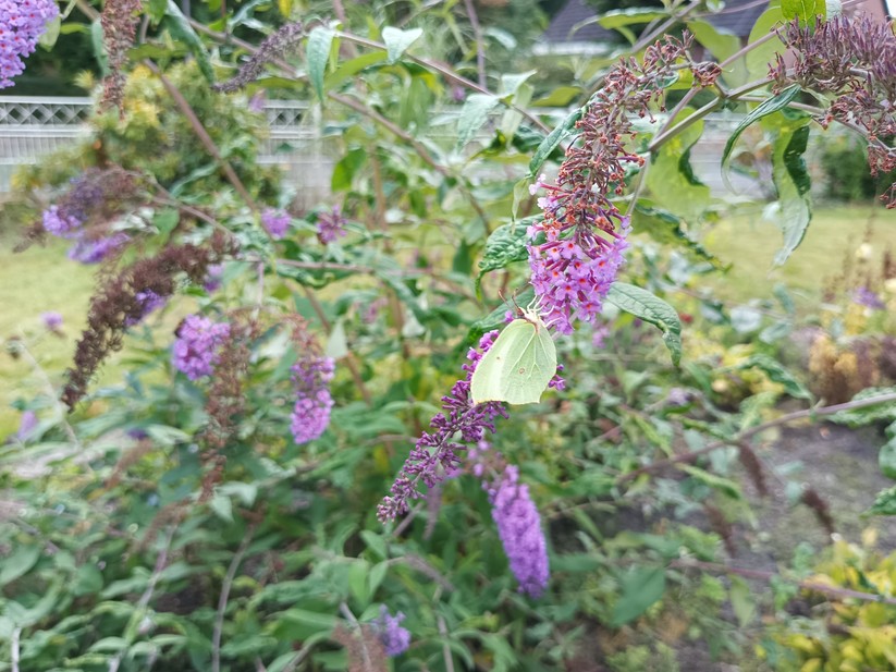 Oukitel WP56 - Originalaufnahmen 