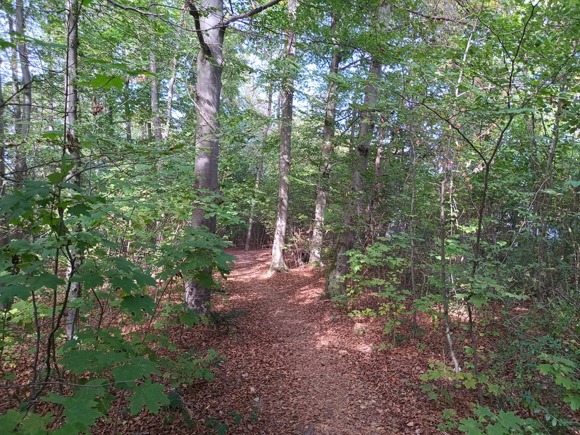 Doogee V31GT - Originalaufnahmen 