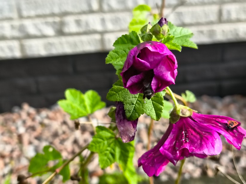 Motorola Razr 60 - Originalaufnahmen