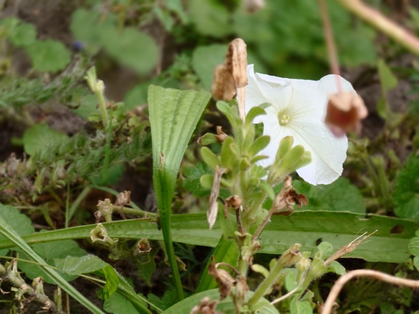 Sony Xperia 1 VII - Originalaufnahmen 