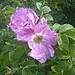 Testfoto geschossen mit einem Sony Xperia P | BestBoyZ 