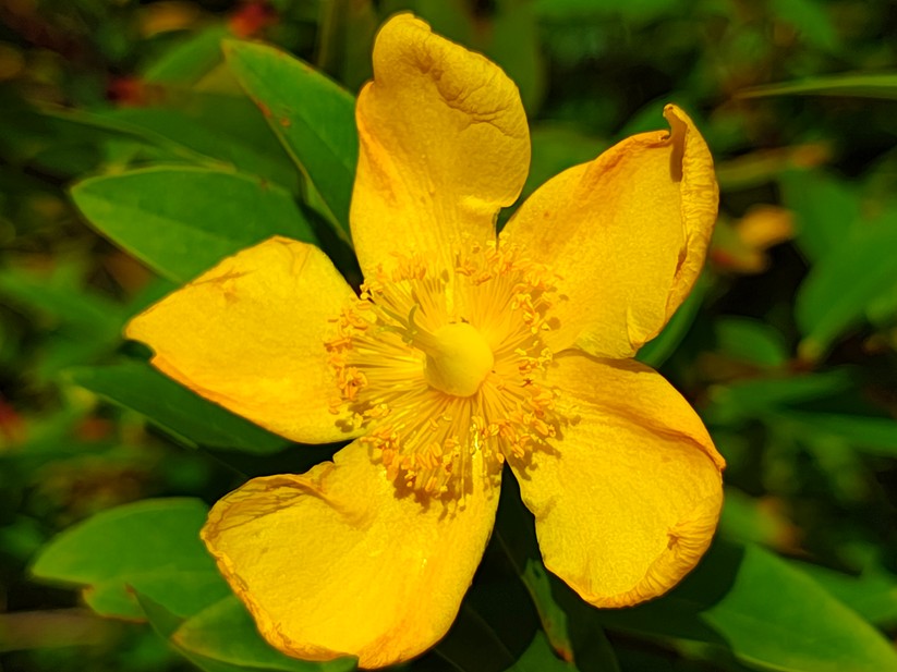 Motorola Edge 50 Pro