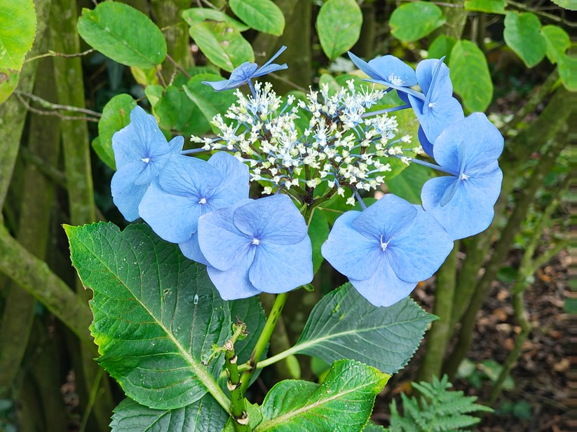 Motorola Edge 50 Pro