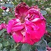 Testfoto geschossen mit einem Samsung GT-I9100 Galaxy S II | BestBoyZ