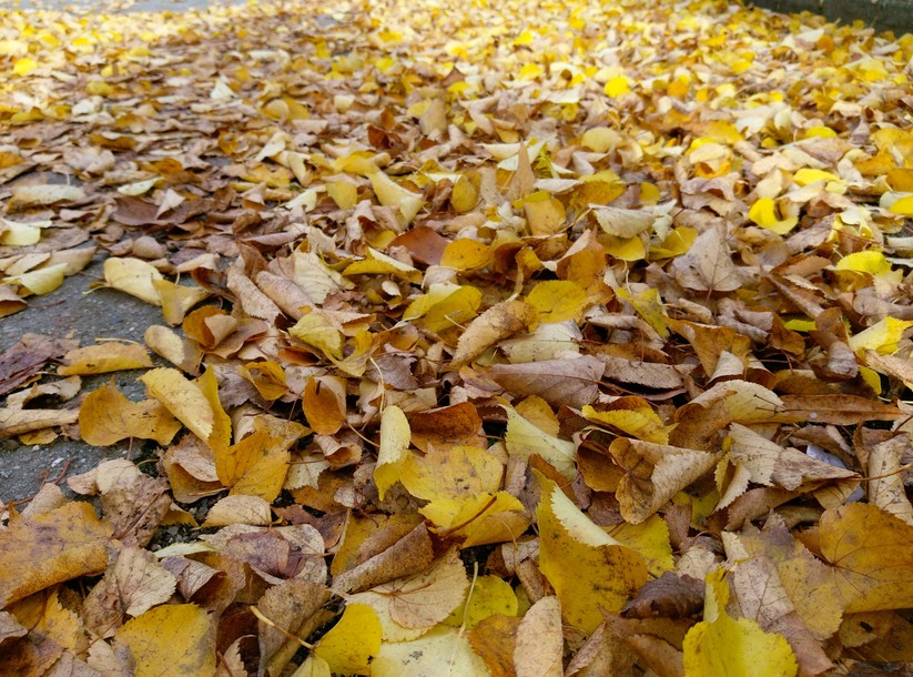 Kamerabilder: HTC One A9 (day light)