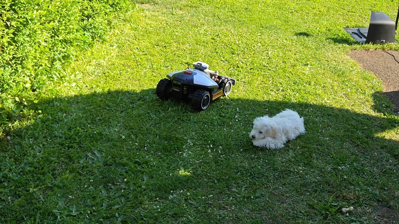 Größere Objekte wie einen Hund umfährt der Luba Mini AWD 1500 großräumig, sodass dieser entspannt seine Pause weiter genießen kann. 