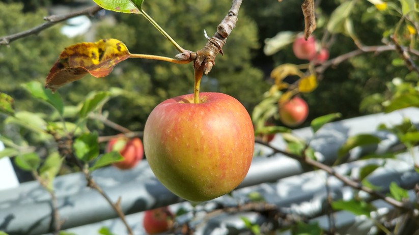 Fotos mit dem Nokia XR20