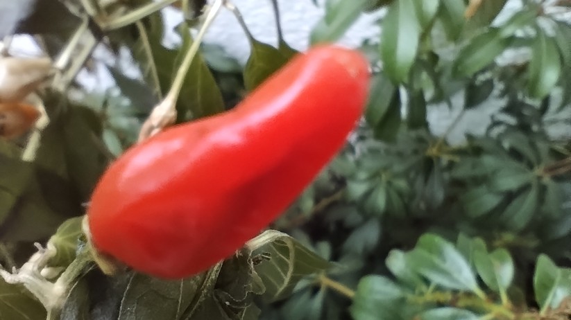 Motorola Moto G82 5G - Originalaufnahmen 