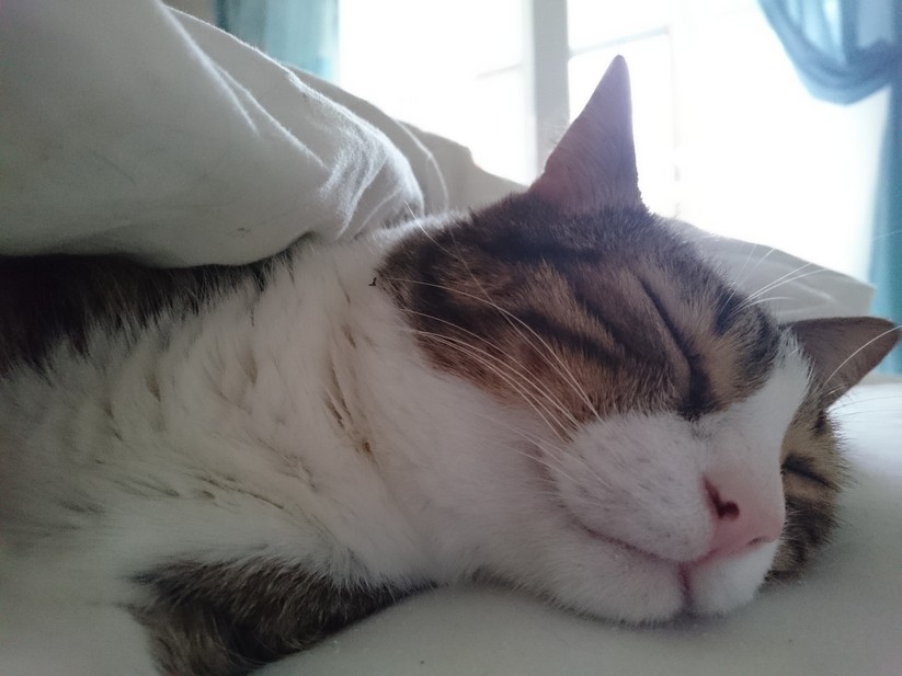 Sony Xperia Z3 compact – Testfoto