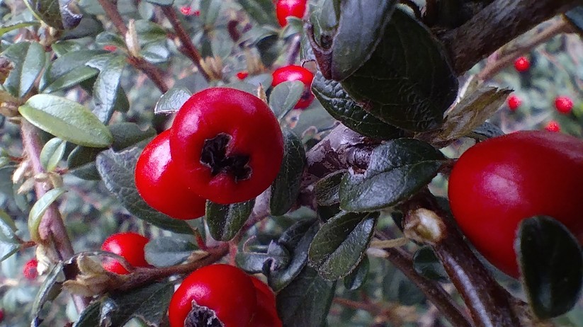 Cat S53 - Originalaufnahmen