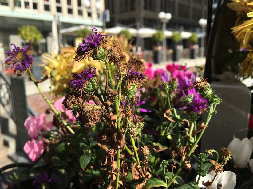 Testbilder: Apple iPhone 6s Plus – 9